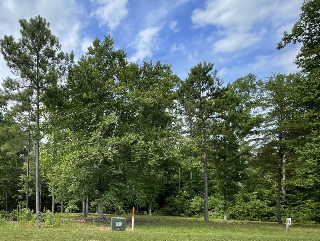 A grassy area with several tall trees under a partly cloudy sky. In the foreground, there is a green utility box and a white post, with dense forest in the background.